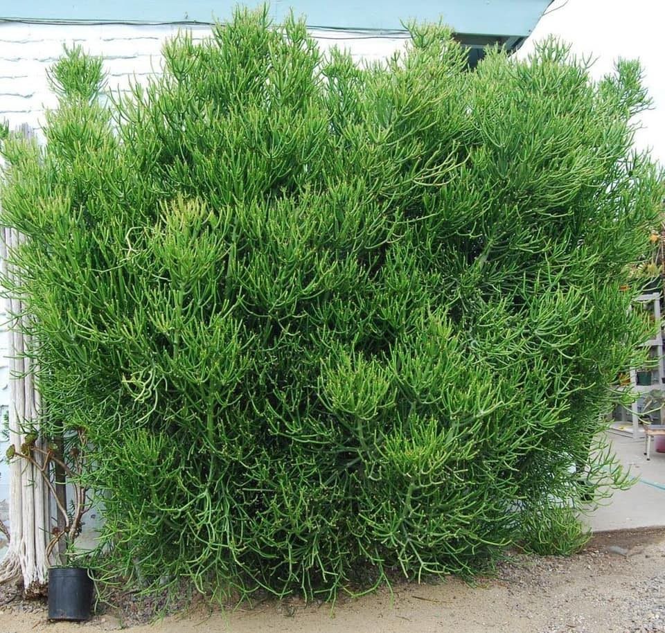 Khi cây cảnh này già đi, thân non trở thành cây thân gỗ, cao lớn, ấn tượng. Tuy nhiên "cắm" trên thân gỗ đó vẫn là những cành xanh, không lá, khó nhìn thấy hoa. Nhưng đó lại là vẻ đẹp độc lạ của cây cảnh này. Tuy nhiên, nghe tên của cây cảnh này có thể khiến bạn sợ mất mật: Xương khô. 