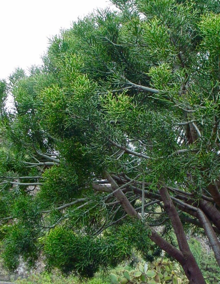 Khi cây cảnh này còn nhỏ, bạn sẽ khó có thể ấn tượng về chúng. Nó giống như 1 chậu cắm đầy những chiếc bút chì màu xanh. Khi cây cảnh này phát triển, chúng giống như những cành non không có lá, xanh xao, lòng khòng một cách yếu đuối. Ảnh minh họa i0.wp