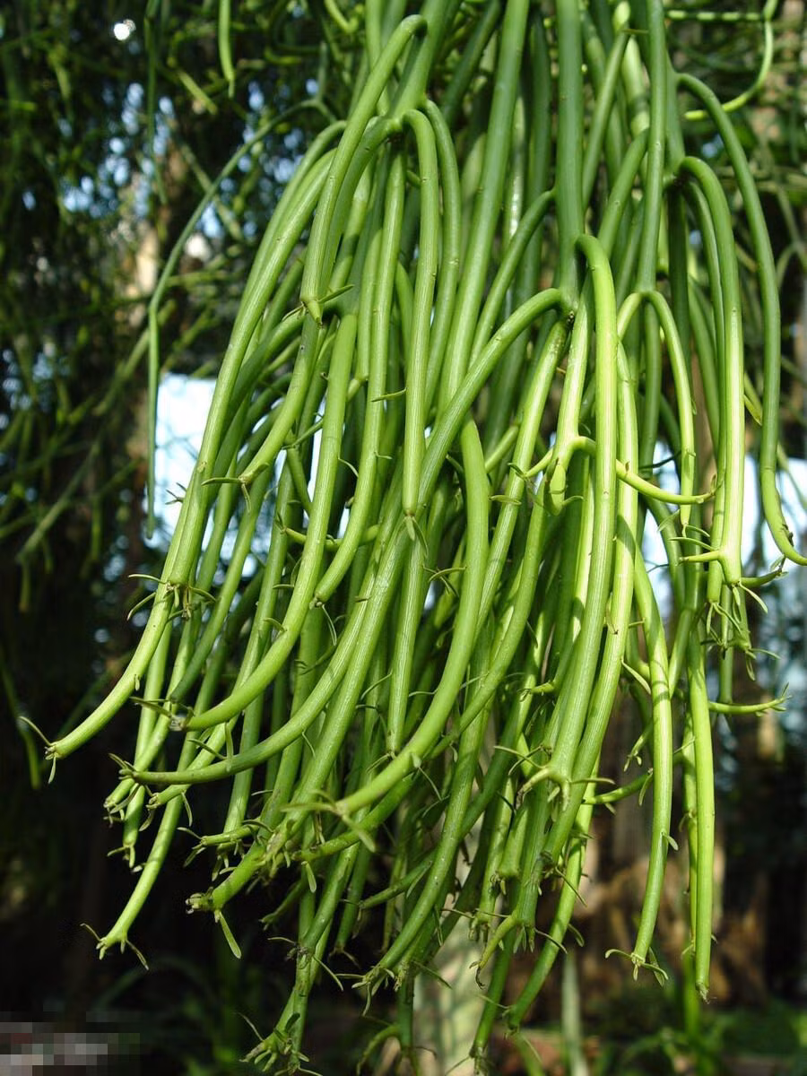 Cây cảnh này còn có biệt danh là cây gậy lửa hoặc cây gậy cháy vì nó sẽ chuyển sang màu cam và đỏ tuyệt đẹp vào những tháng lạnh. Ngoài ra, xương khô còn có tên gọi rất mềm mại khác như cành giao, cây giao, a giao. Ảnh minh họa Toutiao 