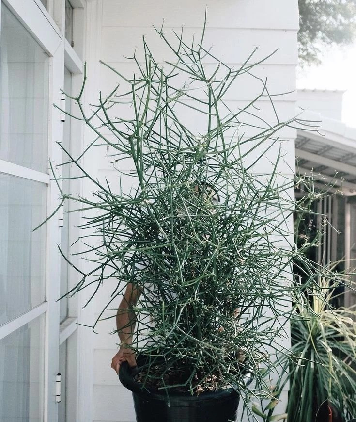  Ý nghĩa của cây cảnh xương khô: Cây độc thân là một loại cây cảnh đẹp, cao và thẳng đứng, mang ý nghĩa phong thủy đặc biệt. Cây cảnh này được xem là loại cây có thể mang lại may mắn, hạnh phúc. Ảnh minh họa Toutiao 