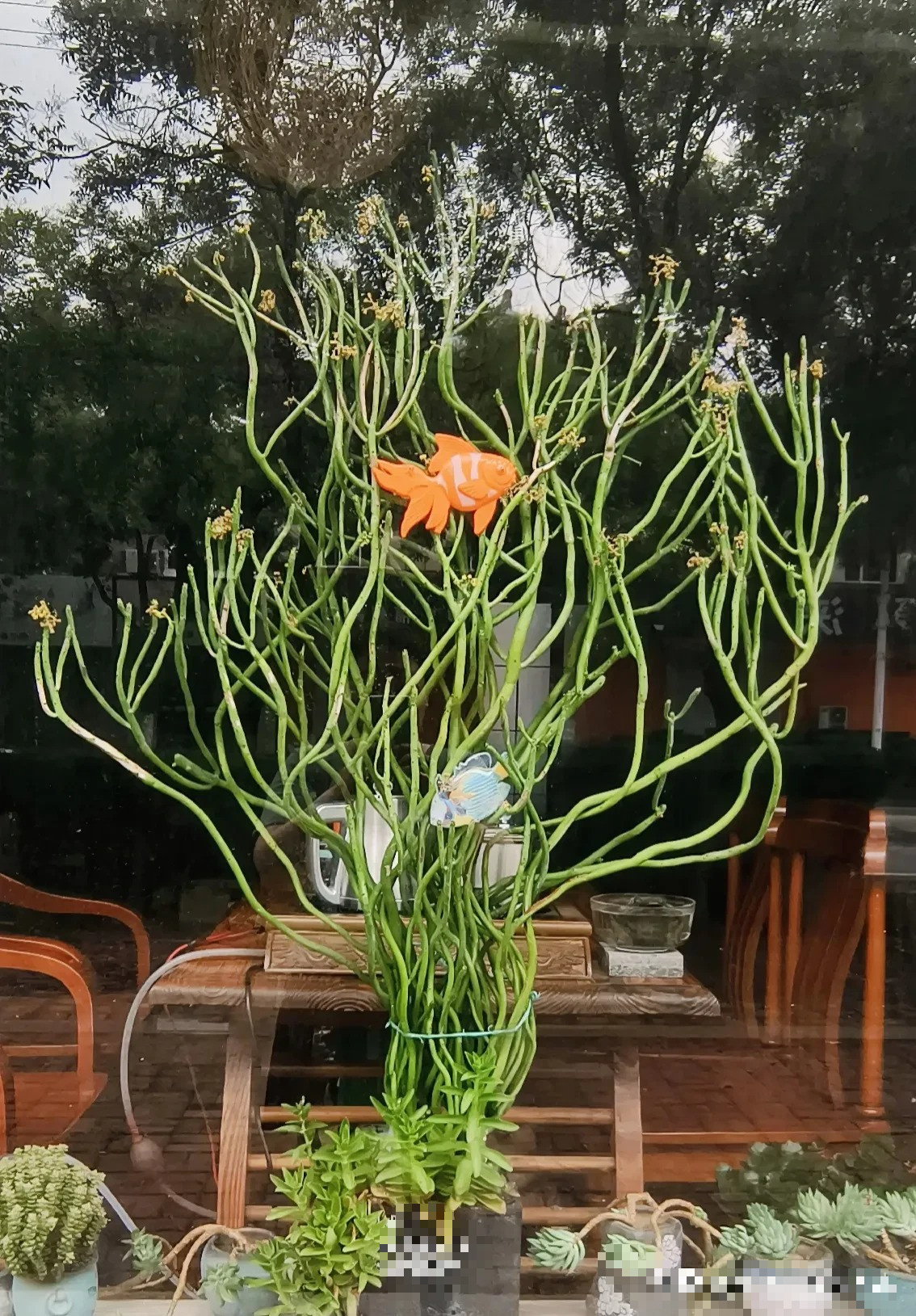  4. Lưu ý về phong thủy khi trồng cây cảnh xương khô: Nhựa trắng sữa ở cành cây giao này có hại và rất độc. Nhựa của cây cảnh này không chỉ gây sưng tấy, đau rát trên da mà việc vô tình ăn phải sẽ đe dọa trực tiếp đến an toàn tính mạng.