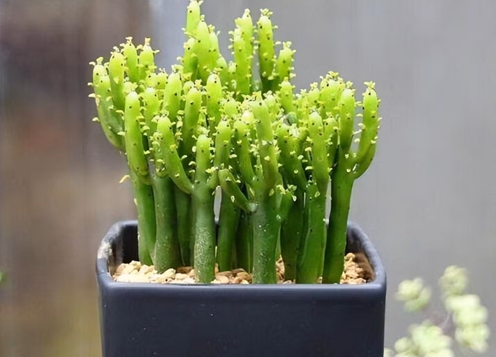 1. Biểu tượng của sự độc lập sáng ngời: Cây độc thân được là biểu tượng của sự trong sáng và độc lập. Nó tượng trưng cho tinh thần độc lập, tự do của cá nhân, hàm ý thái độ sống độc lập, mưu cầu tự do. Ảnh minh họa Toutiao 