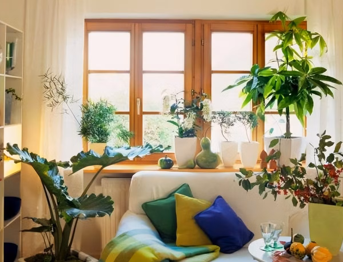  3. Số cây kim ngân trồng trong chậu cũng mang nhiều ý nghĩa: - Thế “trụ thiên”: Chậu trồng 1 cây duy nhất, thân cây phải to và mập mạp. Đó là thế đứng vững vàng, kiên định. 