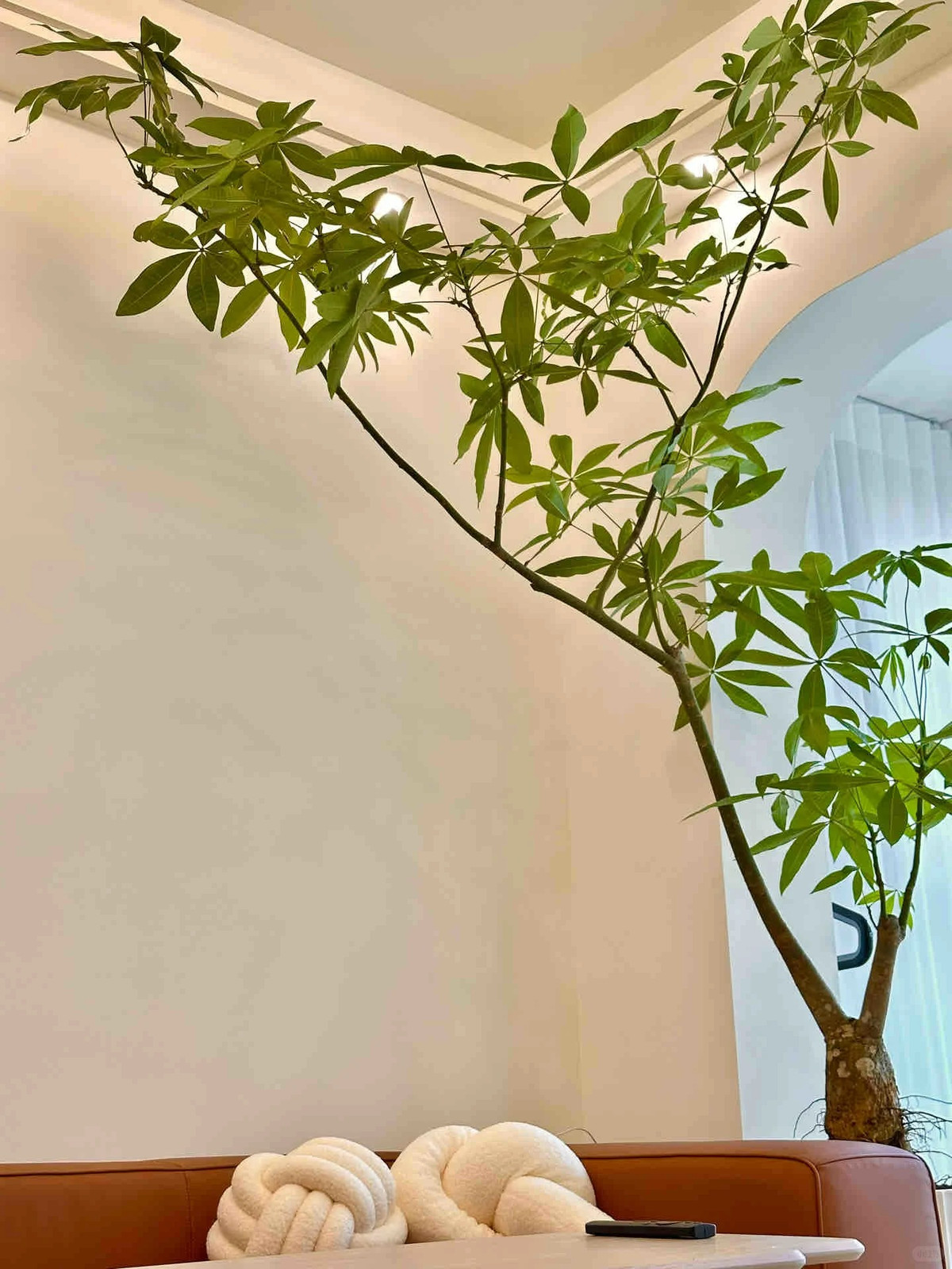  Thế “phúc - lộc - thọ”: Chậu trồng 3 cây, tết lại với nhau mang ý nghĩa bền chặt song hành của phúc - lộc - thọ. - Thế “phúc - lộc - thọ - an - khang”: Chậu trồng 5 cây, biểu tượng 5 yếu tố trên hòa hợp, song hành. 