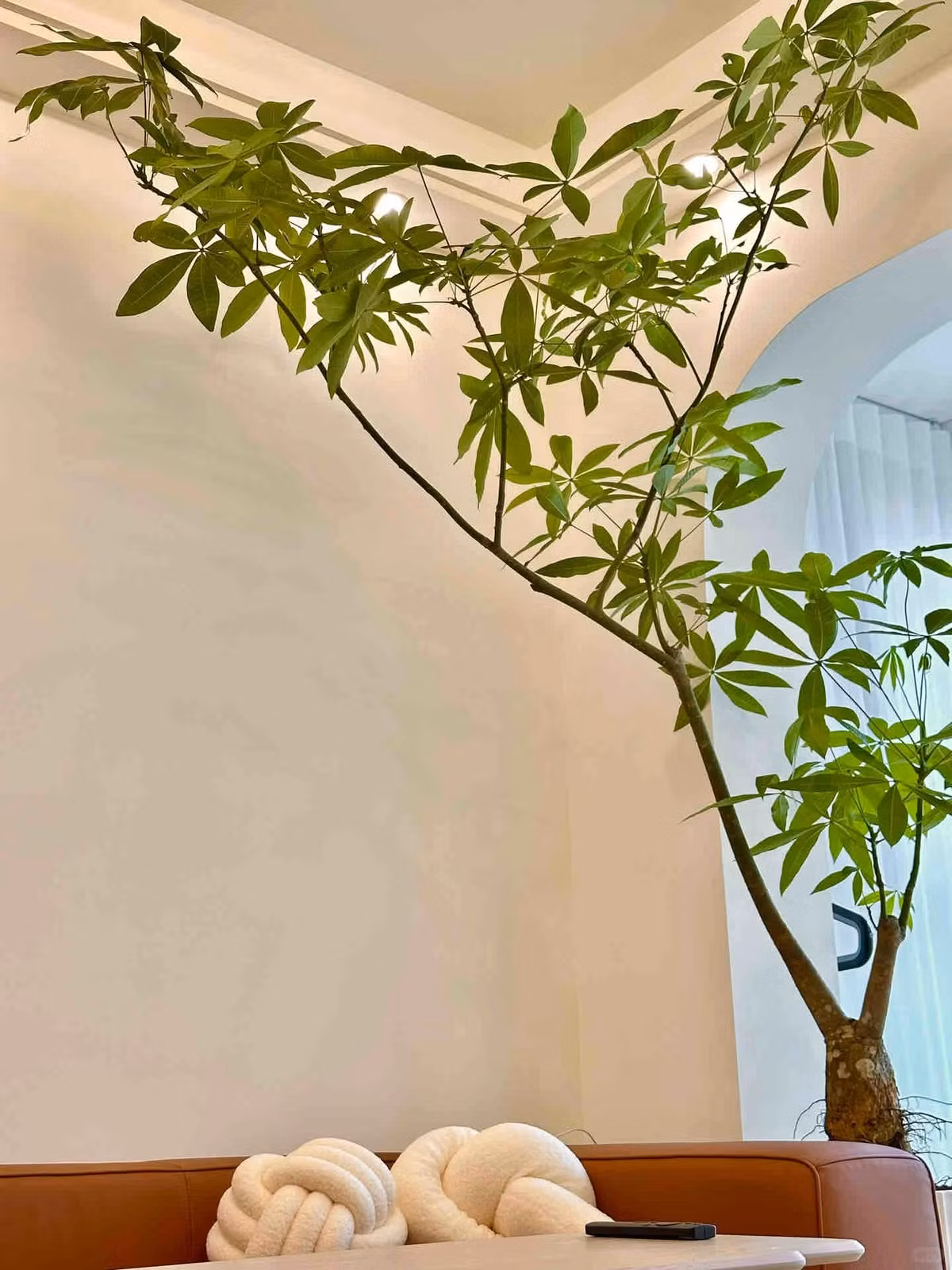  Thế “phúc - lộc - thọ”: Chậu trồng 3 cây, tết lại với nhau mang ý nghĩa bền chặt song hành của phúc - lộc - thọ. - Thế “phúc - lộc - thọ - an - khang”: Chậu trồng 5 cây, biểu tượng 5 yếu tố trên hòa hợp, song hành. 