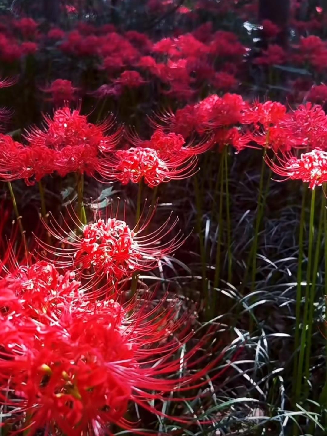  4. Người xưa dặn: Hoa bỉ ngạn - hoa của "thế giới bên kia" mang lại xui xẻo. Bỉ ngạn thực sự là "cây âm" vì nó được coi là hoa của "bờ bên kia". Tại Nhật Bản, hoa mang ý nghĩa là hồi ức đau thương, Triều Tiên là nhớ về nhau, Trung Quốc là ưu mỹ thuần khiết, cũng là sự phân ly, khổ đau, vẻ đẹp của cái chết. Tựu chung lại, đây là loài hoa đại diện cho sự chia ly, tuyệt vọng. 