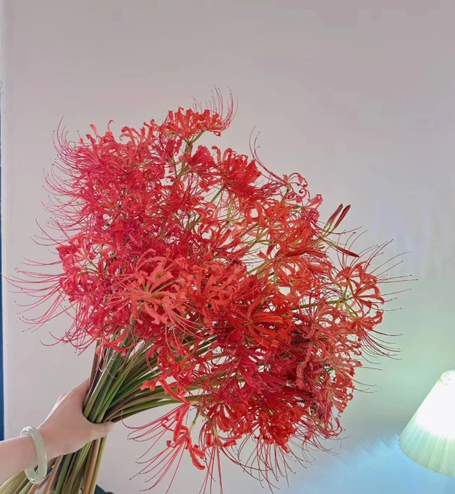  Truyền thuyết còn kể lại rằng, cây cảnh này là loài hoa duy nhất mọc trên đường xuống hoàng tuyền. Một khi linh hồn đi qua cầu Nại Hà bắc ngang bờ Vong Xuyên, toàn bộ ký ức của linh hồn sẽ gửi hết cho hoa bỉ ngạn.