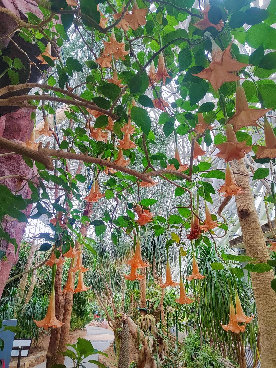 3. Người xưa dặn: Trồng mạn đà la trong nhà - nguy hiểm cận kề. Mạn đà la (cà độc dược) là một loại cây bụi có hoa rất đẹp, hoa giống như những chiếc kèn lớn và có nhiều màu sắc phổ biến như trắng, vàng, tím hoặc xanh nhạt. 