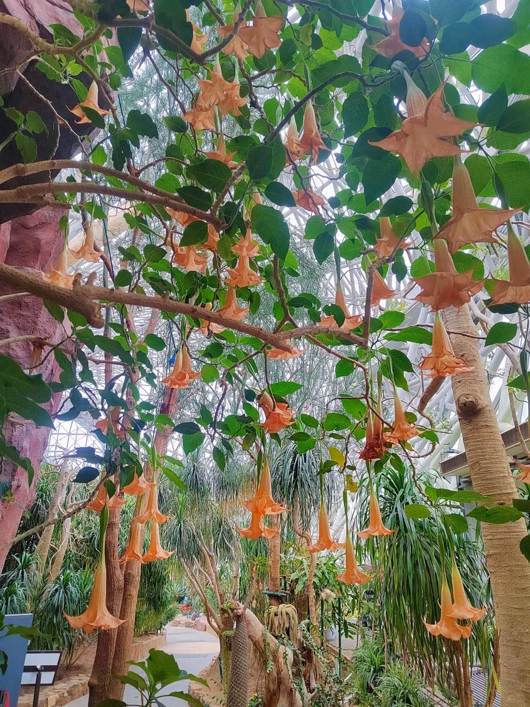 3. Người xưa dặn: Trồng mạn đà la trong nhà - nguy hiểm cận kề. Mạn đà la (cà độc dược) là một loại cây bụi có hoa rất đẹp, hoa giống như những chiếc kèn lớn và có nhiều màu sắc phổ biến như trắng, vàng, tím hoặc xanh nhạt. 