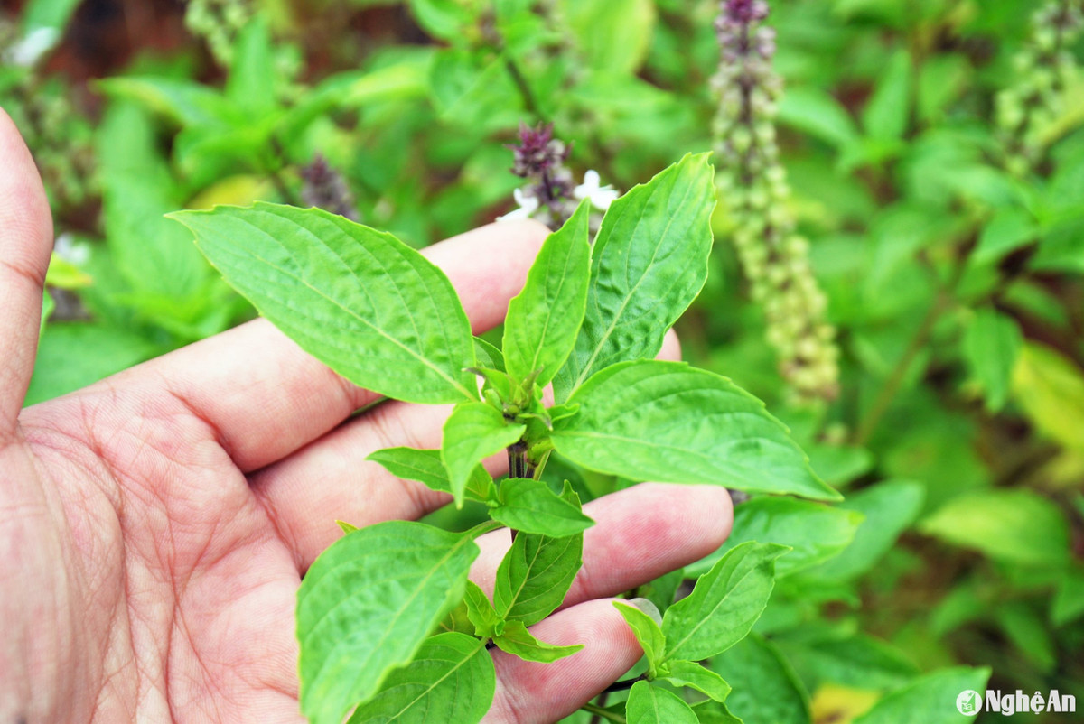  Mỗi khi ngọn rau có từ 10 đến 15 lá, bạn hãy tỉa ngọn để ngăn cản rau húng quế ra hoa sớm, không đẻ nhánh, cho ít rau. Khi có hoa, cần cắt bỏ hoa để cây rau không rụi lá. Trong trường hợp thời tiết chuyển lạnh, nên thu hoạch rau húng quế sớm để không bị úa. 