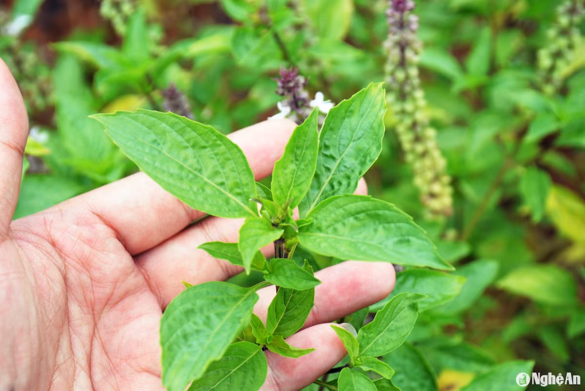  Mỗi khi ngọn rau có từ 10 đến 15 lá, bạn hãy tỉa ngọn để ngăn cản rau húng quế ra hoa sớm, không đẻ nhánh, cho ít rau. Khi có hoa, cần cắt bỏ hoa để cây rau không rụi lá. Trong trường hợp thời tiết chuyển lạnh, nên thu hoạch rau húng quế sớm để không bị úa. 