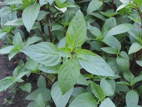  Húng quế cần được trồng ở những khu vực tiếp xúc với ánh sáng mặt trời từ 6 đến 8 giờ mỗi ngày. Đất phải ẩm và thoát nước tốt. Gieo hạt sâu khoảng 0.5 cm và cách nhau khoảng 20 cm để rễ phát triển tốt, lấy đủ ánh sáng mặt trời. Ngoài ra, có thể tận dụng thân rau húng quế, bỏ bớt lá để cắm vào đất. 