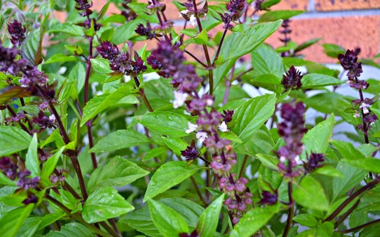 Húng quế cũng là cây có nhiều tinh dầu tỏa hương thơm ngát nên được ưa chuộng để thanh lọc không khí trong gia đình, mang lại hương thơm thanh mát tự nhiên giúp xua đuổi tà khí, mang lại may mắn.