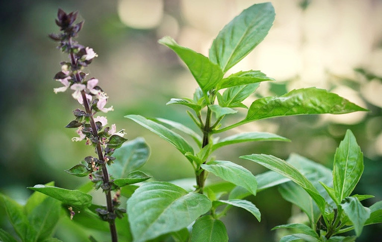 Đặc biệt hơn, húng quế còn có thể giúp làm đẹp da hay nấu nước để gội đầu. Nếu muốn cải thiện nhan sắc với cây húng quế, chúng ta có thể sử dụng lá húng quế xay ra để làm mặt nạ.