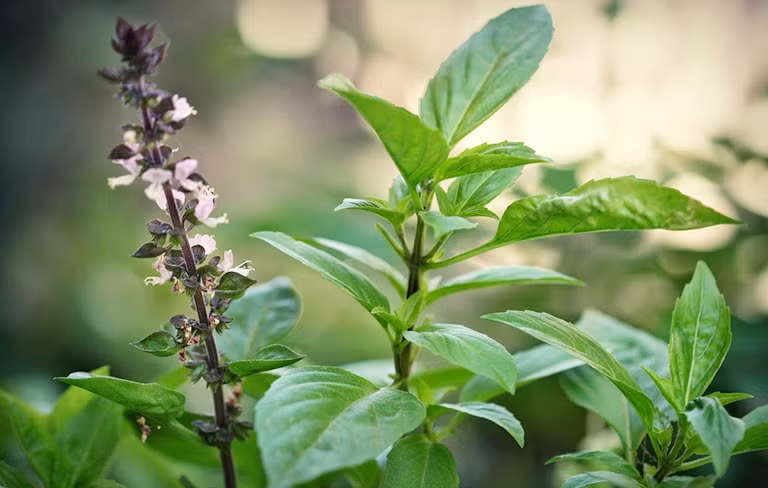 Đặc biệt hơn, húng quế còn có thể giúp làm đẹp da hay nấu nước để gội đầu. Nếu muốn cải thiện nhan sắc với cây húng quế, chúng ta có thể sử dụng lá húng quế xay ra để làm mặt nạ.