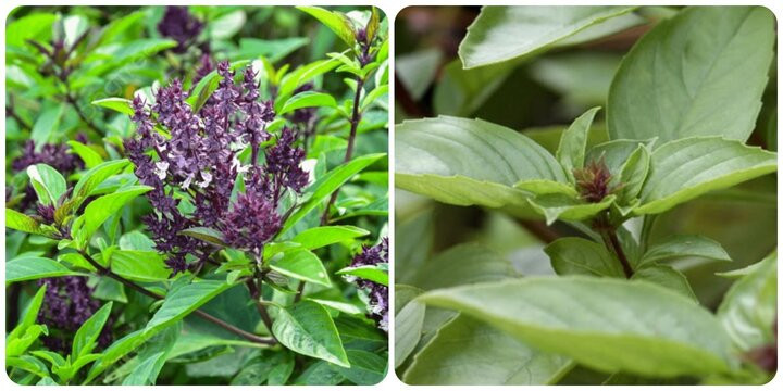  Nên chọn đất sạch, không sử dụng phân bón hóa học, vì húng quế phát triển rất nhanh, nếu trồng ở đất ô nhiễm, rau cũng sẽ bị ô nhiễm. Cây húng quế ưa ẩm. Nếu bạn sống trong một khu vực nóng, hãy phủ lá, lưới che để giữ độ ẩm cho đất. 