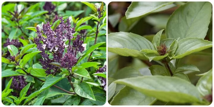  Nên chọn đất sạch, không sử dụng phân bón hóa học, vì húng quế phát triển rất nhanh, nếu trồng ở đất ô nhiễm, rau cũng sẽ bị ô nhiễm. Cây húng quế ưa ẩm. Nếu bạn sống trong một khu vực nóng, hãy phủ lá, lưới che để giữ độ ẩm cho đất. 