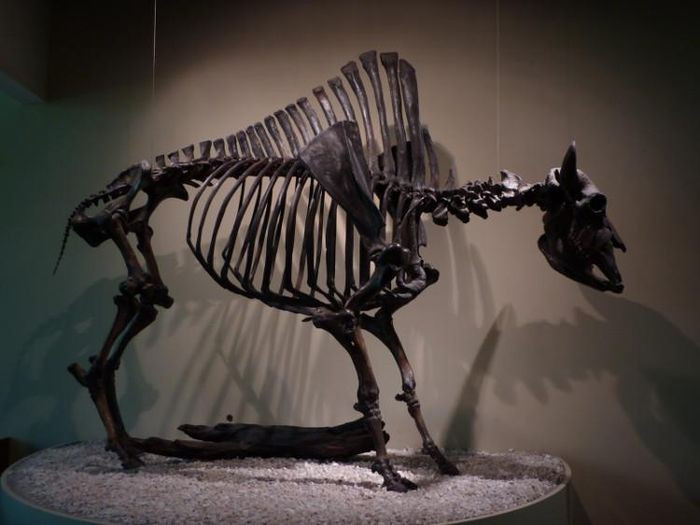 Các nhà khoa cho biết, 90% hóa thạch tại các hồ nhựa đường là của thú săn mồi. Tại hồ Pitch có đến 4.000 hóa thạch sói tuyết được tìm thấy. Hổ răng kiếm có 2.000 cá thể, sói Bắc Mỹ nhiều thứ ba. Ngay cả một số loài chim ăn thịt từ thời tiền sử cũng bị mắc kẹt tại đây.