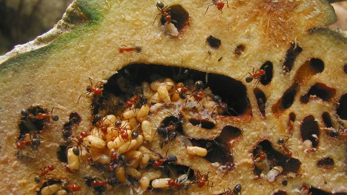 Là loài cây hoang dã, đa số sống bám vào thân cây gỗ kích thước lớn và phát triển cộng sinh với loài kiến