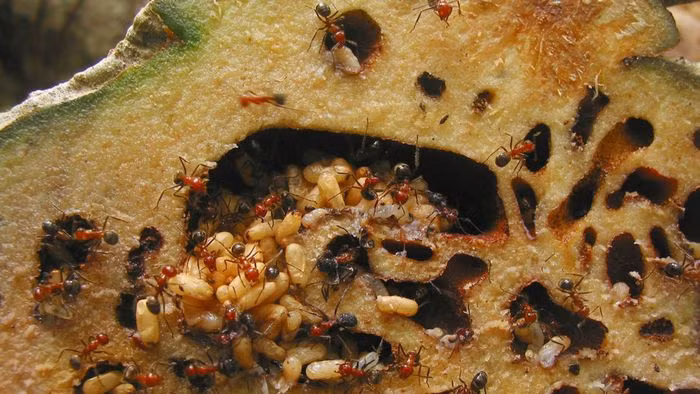 Là loài cây hoang dã, đa số sống bám vào thân cây gỗ kích thước lớn và phát triển cộng sinh với loài kiến