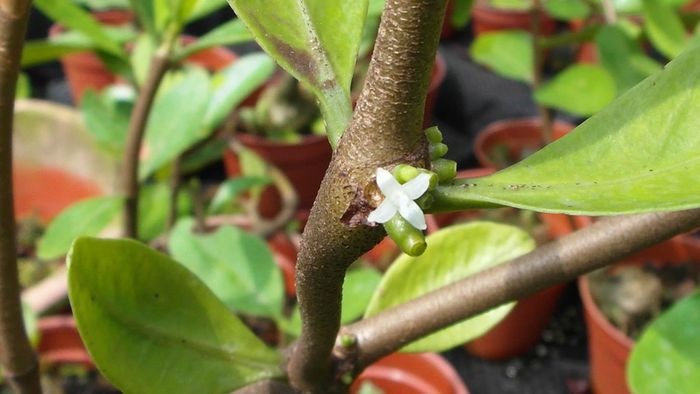 Hoa bí kỳ nam màu trắng, không cuống, nở rộ vào thời gian từ tháng 11 đến tháng 1 năm sau