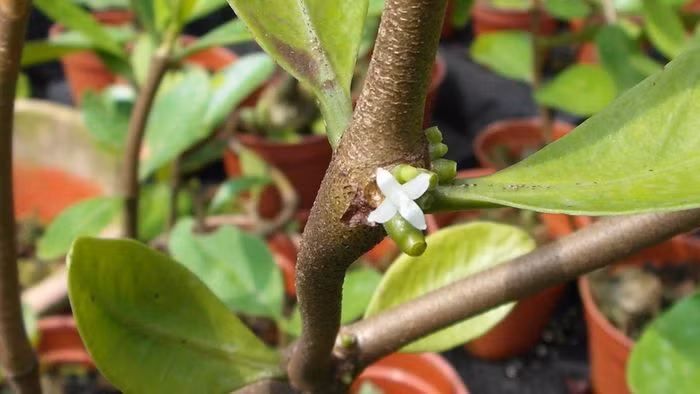 Hoa bí kỳ nam màu trắng, không cuống, nở rộ vào thời gian từ tháng 11 đến tháng 1 năm sau