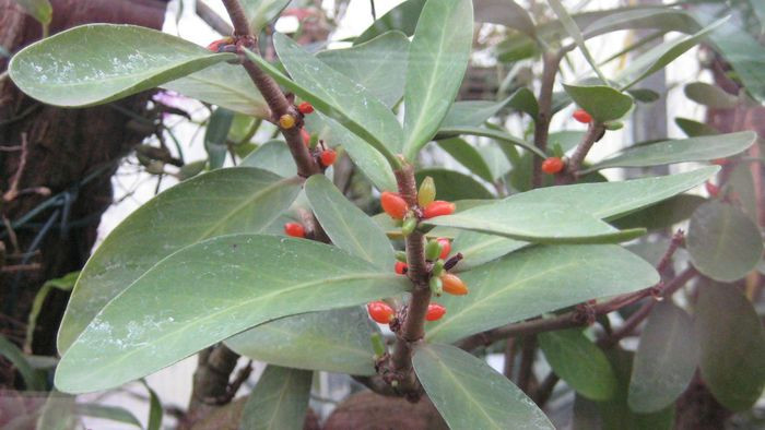 Quả cây kích thước nhỏ, hình trụ dài như quả trứng, có đài, khi chín màu đỏ cam và bóng, bên trong bao gồm 2 hạt