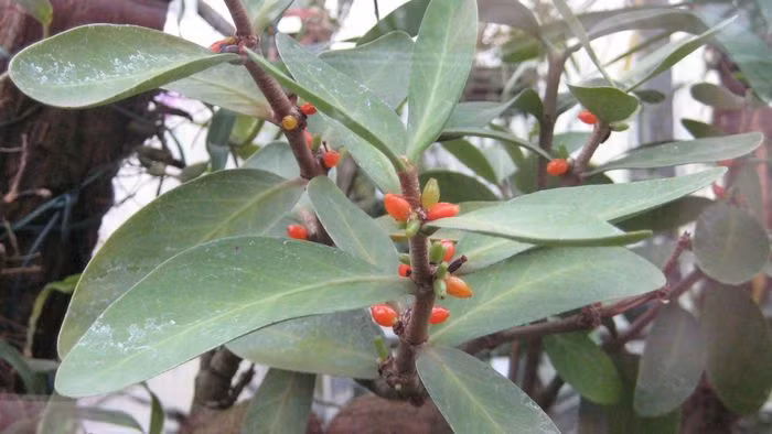 Quả cây kích thước nhỏ, hình trụ dài như quả trứng, có đài, khi chín màu đỏ cam và bóng, bên trong bao gồm 2 hạt