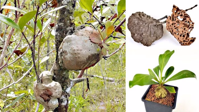 Khối u này vừa là nơi trú vừa là nguồn cung cấp thức ăn cho kiến và chúng sẽ bảo vệ, thụ phấn hoa, phát tán hạt cho cây bí kỳ nam