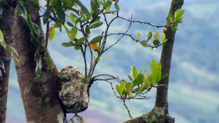 Bí kỳ nam có nhiều công dụng như chữa viêm gan, viêm mật, đau gan, vàng da, đau nhức gân xương, bong gân, thấp khớp, đau bụng, tiêu chảy…