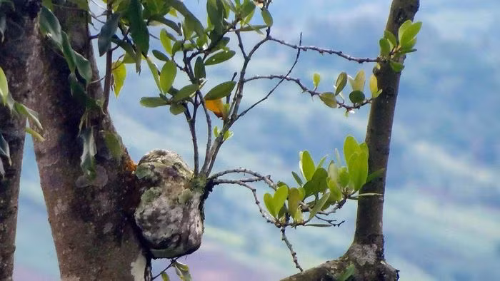 Bí kỳ nam có nhiều công dụng như chữa viêm gan, viêm mật, đau gan, vàng da, đau nhức gân xương, bong gân, thấp khớp, đau bụng, tiêu chảy…