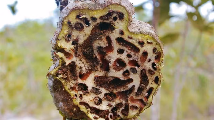 Cây bí kỳ nam trưởng thành, loài kiến sẽ đục gốc cây để làm tổ, từ đó khiến phần này phình to lên như khối u