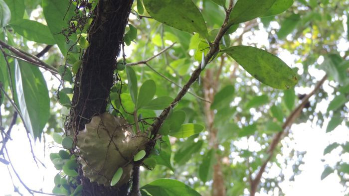 Cây bí kỳ nam còn có những tên gọi khác như kỳ nam kiến, kỳ nam gai, cây tổ kiến