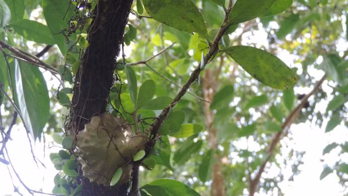 Cây bí kỳ nam còn có những tên gọi khác như kỳ nam kiến, kỳ nam gai, cây tổ kiến