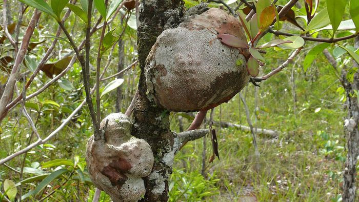 Phía trên củ bao gồm nhiều cành cây màu nâu, ngắn và mập, phiến lá dày và dài, bề mặt nhẵn bóng