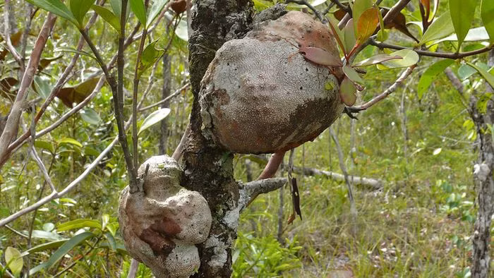 Phía trên củ bao gồm nhiều cành cây màu nâu, ngắn và mập, phiến lá dày và dài, bề mặt nhẵn bóng