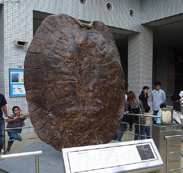 'Thủy quái' trong Tây Du Ký có thật, từng tồn tại ngoài đời - Hình 2 'Thuy quai' trong Tay Du Ky co that, tung ton tai ngoai doi-Hinh-2