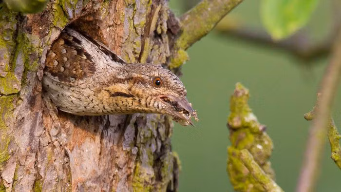 Chim vẹo cổ thường trốn trong các hốc cây rồi cất tiếng rít như loài rắn, xua đuổi mọi kẻ thù tới gần