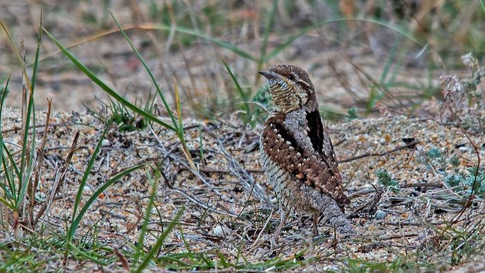 Thế nhưng chim vẹo cổ chỉ quanh quẩn nhặt kiến trên mặt đất và nhờ có lưỡi rất dài, nó có thể luồn vào tổ kiến