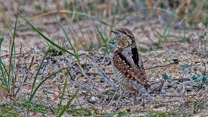 Thế nhưng chim vẹo cổ chỉ quanh quẩn nhặt kiến trên mặt đất và nhờ có lưỡi rất dài, nó có thể luồn vào tổ kiến