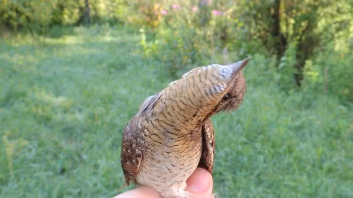 Theo khám phá, bất cứ khi nào nhìn thấy loài chim này, cũng thấy nó đang bắt chước rắn