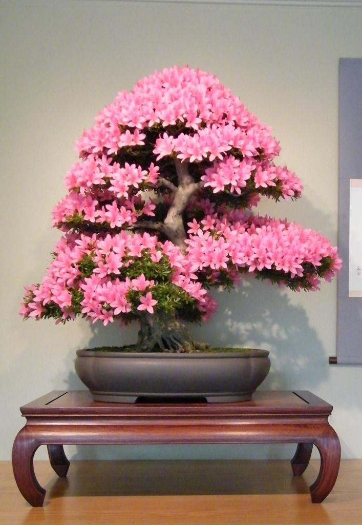  3. Quan tâm và nhớ nhung. Nếu tặng cho cây cảnh này cho người thân là thể hiện sự quan tâm, yêu quý. Nếu bạn tặng nó cho một người bạn cũng có nghĩa là bạn hy vọng cuộc sống của người đó sẽ thịnh vượng, sung túc. Nếu bạn tặng cây cảnh này cho một người đang đi xa, có nghĩa mọi người luôn nhớ nhung và mong ngóng người đó trở về. Ảnh minh họa Toutiao 