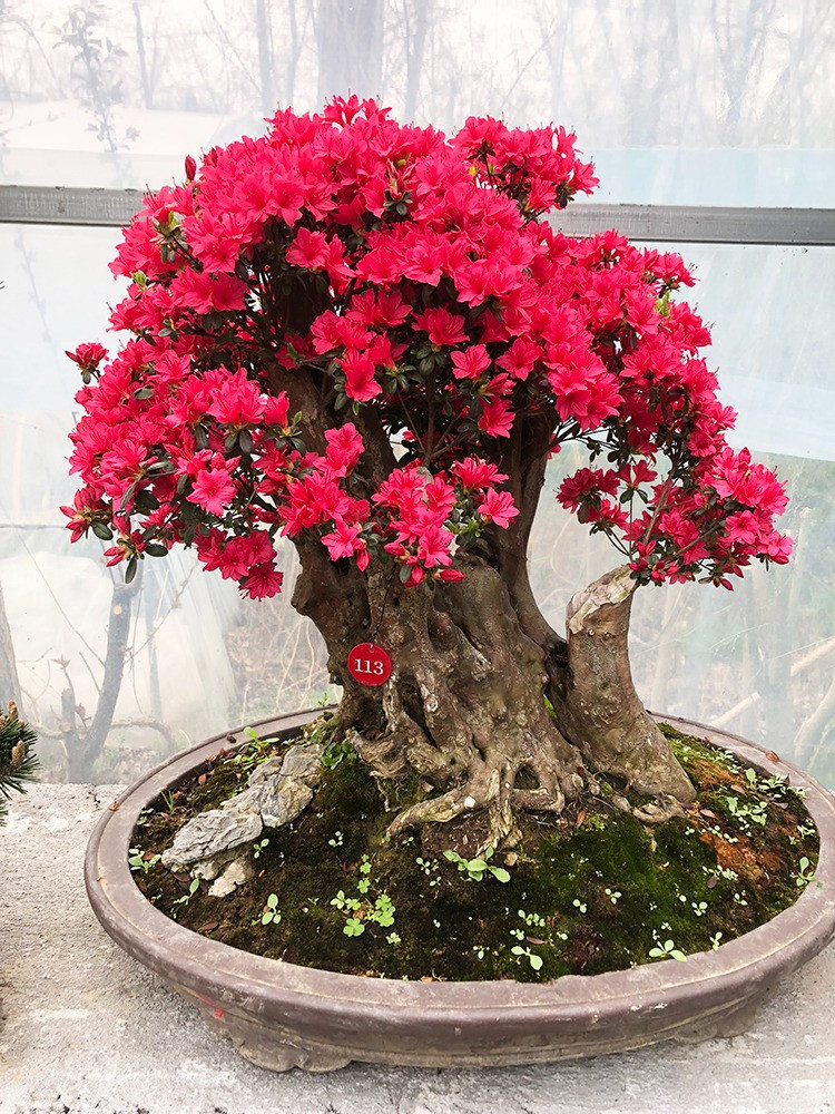  4. Sự thịnh vượng và may mắn. Nhiều người cho rằng, đỗ quyên Nhật Bản nở rộ là điềm lành, ngụ ý “làm ăn phát đạt, may mắn”, đặc biệt là hoa đỗ quyên đỏ. Màu sắc nồng nàn của Satsuki Azalea mang đến sự thịnh vượng và sức sống cho ngôi nhà của chúng ta chỉ với một chiếc chậu. 