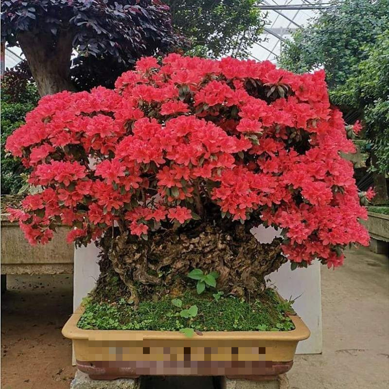  2. Tình yêu và niềm vui. Nói chung, những người thích loại hoa này đều có tâm hồn trong sáng nên nếu ai đó nhìn thấy một ngọn núi đầy hoa đỗ quyên Nhật Bản nghĩa là tình yêu đang đến. Đặc biệt khi đám mây hoa này đan xen nhiều màu sắc với nhau sẽ mang lại cho bạn tâm trạng vui vẻ, chữa lành vô cùng, khiến cuộc sống của bạn tốt đẹp hơn. Ảnh minh họa Toutiao 