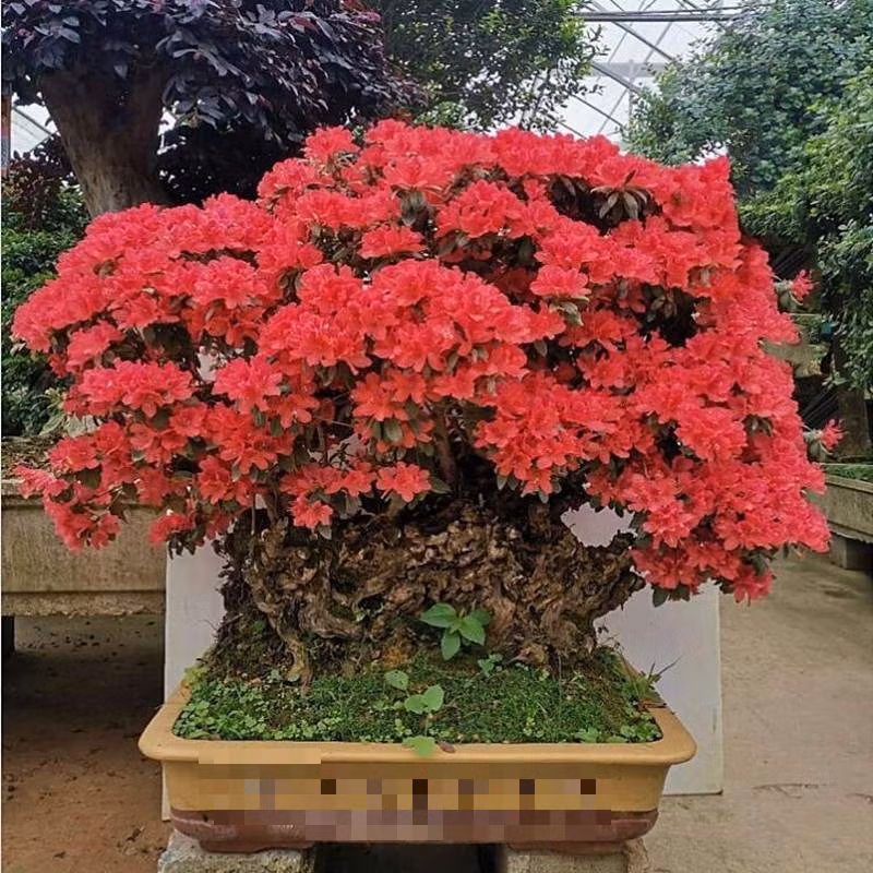  2. Tình yêu và niềm vui. Nói chung, những người thích loại hoa này đều có tâm hồn trong sáng nên nếu ai đó nhìn thấy một ngọn núi đầy hoa đỗ quyên Nhật Bản nghĩa là tình yêu đang đến. Đặc biệt khi đám mây hoa này đan xen nhiều màu sắc với nhau sẽ mang lại cho bạn tâm trạng vui vẻ, chữa lành vô cùng, khiến cuộc sống của bạn tốt đẹp hơn. Ảnh minh họa Toutiao 