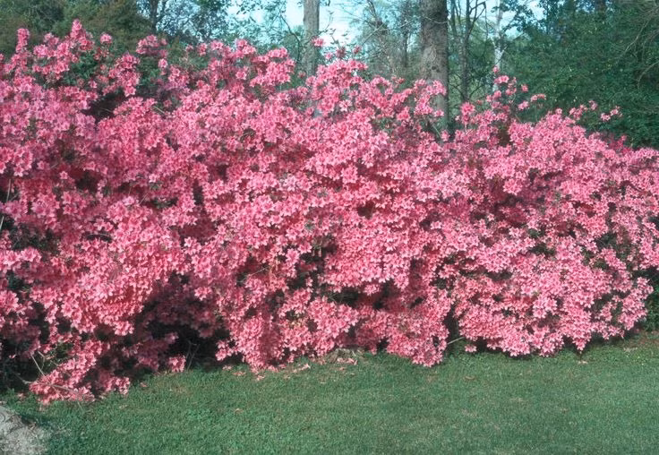  Trong phong thủy, cây cảnh này là biểu tượng cho sự may mắn, tài lộc. Bên cạnh đó, cây cảnh còn có khả năng xua đuổi vận đen, xui xẻo và thu hút những năng lượng tích cực.