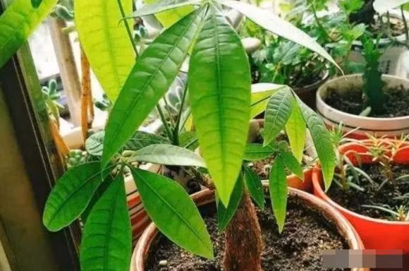 Cây kim ngân là một trong những loại cây cảnh trong nhà hoàn hảo mang đến cho ngôi nhà của bạn cảm giác nhiệt đới và bầu không khí trong lành, là loại cây lành vô hại, không hề có độc tố.