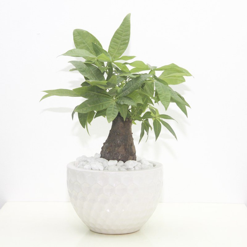  Người ta tin rằng đặt cây ở góc Đông Nam của ngôi nhà hoặc văn phòng có thể thu hút sự sung túc về tài chính. Quan niệm này được minh họa bằng thân cây bện (5 thân) của cây được coi là biểu tượng của năm yếu tố phong thủy - gỗ, lửa, đất, kim loại và nước.