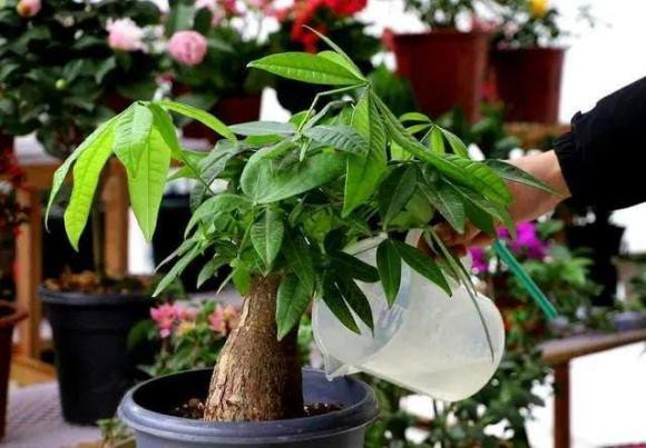  Pachira aquatica có đặc điểm là thân cây bện đặc biệt, thường được hình thành bằng cách đan xen nhiều thân cây riêng lẻ. Đặc điểm độc đáo này góp phần tạo nên sự liên tưởng tượng trưng của nó với sự thịnh vượng và may mắn, vì các nhánh đan xen tượng trưng cho sự thống nhất và phát triển. 