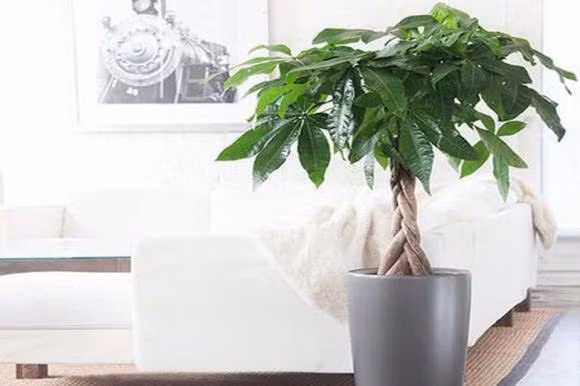  Lá của cây cảnh này lớn, dạng chân vịt và bóng, tăng thêm sức hấp dẫn về mặt thẩm mỹ. Chúng thường có màu xanh lục đậm, nhưng một số giống có thể có sự pha trộn với các sắc thái vàng và trắng.